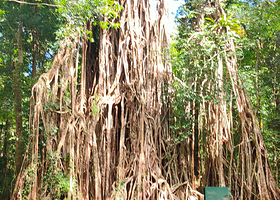 Cathedral Fig Tree