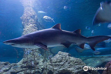 西澳大利亚水族馆第 3 张图片