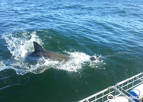 Shark Cage Diving South Africa