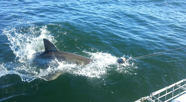 Shark Cage Diving South Africa