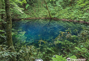 青池第 7 张图片