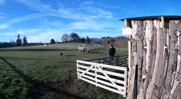 Irish Working Sheepdogs