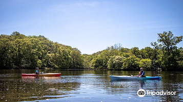 New Forest Activities