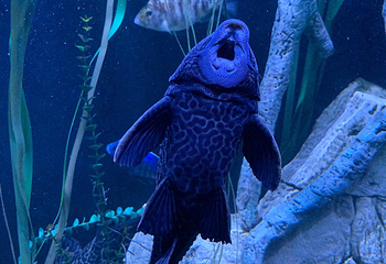 奥兰多海洋生物水族馆第 10 张图片