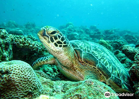 Tamarin OceanPro Divingcenter