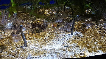 昂内维尔水族馆