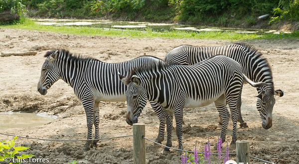 皮奥里亚动物园