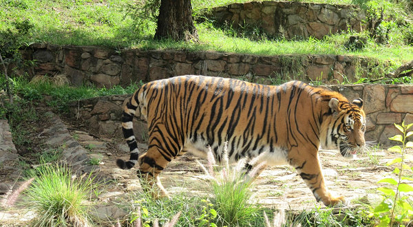 National Zoological Gardens