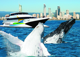 Whale Watching Gold Coast