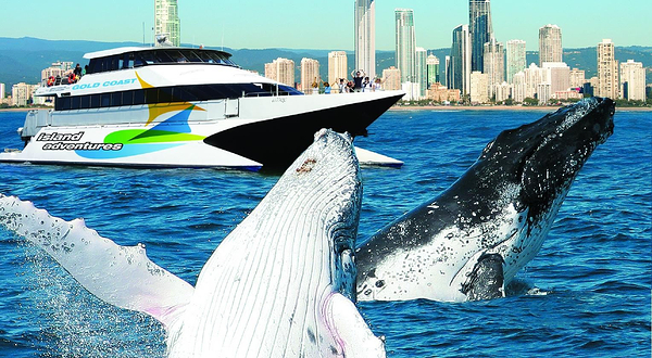 Whale Watching Gold Coast