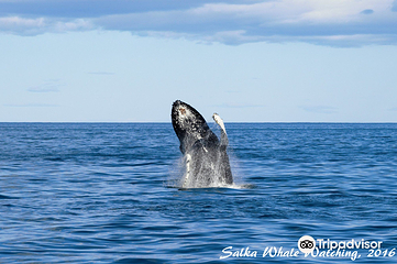 Salka Whale Watching第 5 张图片