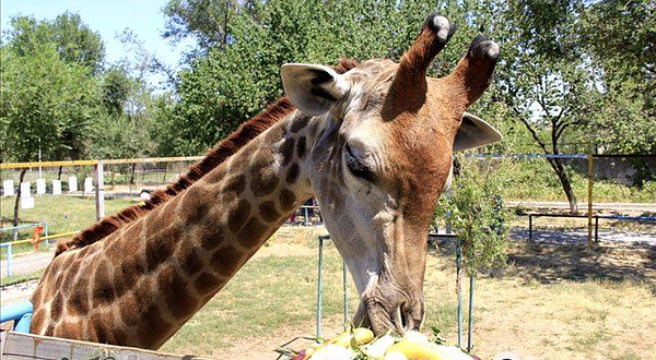 Shymkent Zoo