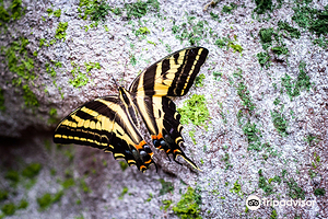 Papilonia - motyli dum Praha