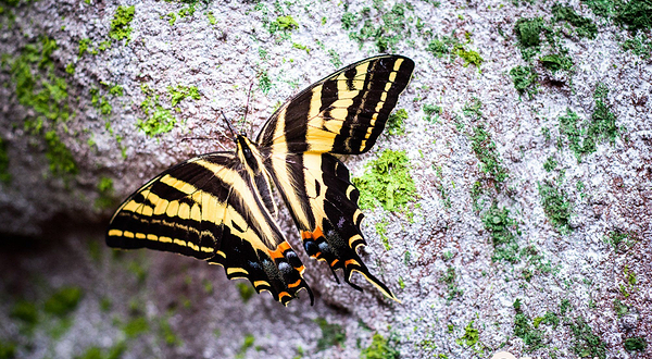 Papilonia - motyli dum Praha