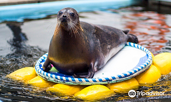 摩尔曼斯克海洋馆