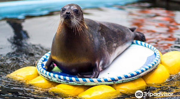 摩尔曼斯克海洋馆