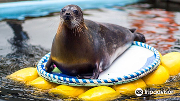 摩尔曼斯克海洋馆