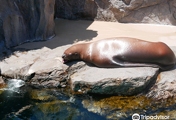 宫岛水族馆第 4 张图片