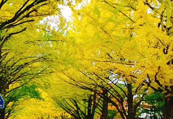 北海道大学银杏大道第 5 张图片
