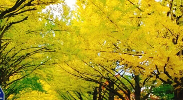 北海道大学银杏大道