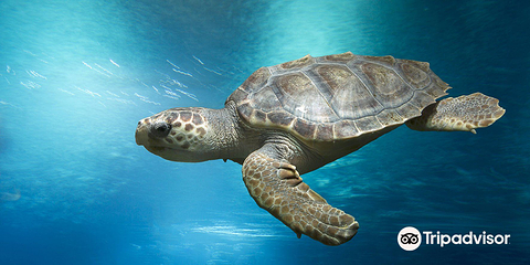 伯恩茅斯水族馆第 2 张图片
