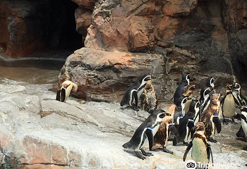 茨城县大洗水族馆第 2 张图片