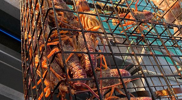 Kaikoura Fishing Charters