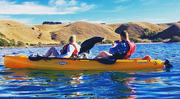 Seal Kayak Kaikoura