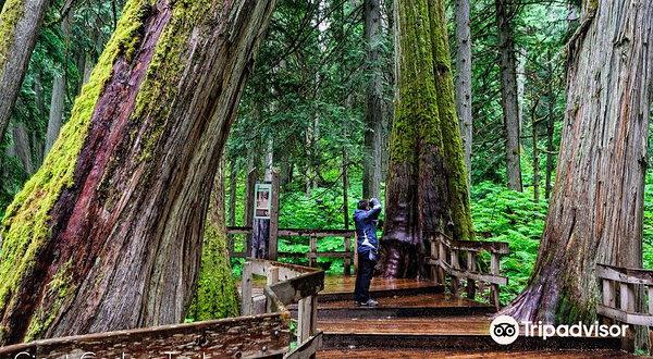Giant Cedars Boardwalk Trail