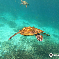 Daymaniyat Islands Nature Reserve