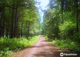 山姆·休斯敦国家森林