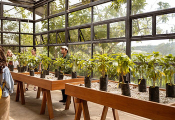 Hacienda Alsacia Starbucks Coffee Farm第 1 张图片