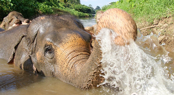 Maerim Elephant Sanctuary