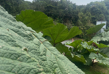 波阿斯火山国家公园第 12 张图片