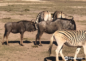 Buffelsfontein Game & Nature Reserve