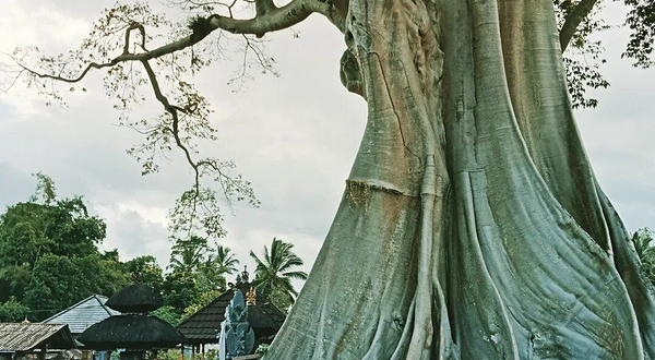 Bayan Ancient Tree