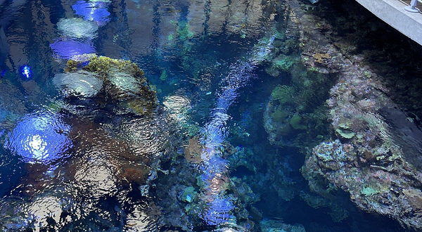 斯坦哈特水族馆