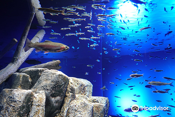 千岁水族馆第 11 张图片
