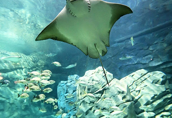 莱利大烟山水族馆第 8 张图片