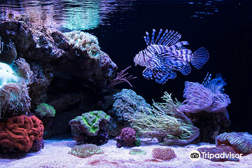 西澳大利亚水族馆第 8 张图片