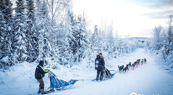 Black Spruce Dog Sledding