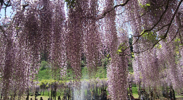Shirai Omachi Fuji Park