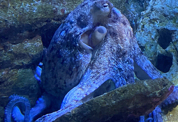 圣塞瓦斯蒂安水族馆第 15 张图片