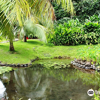 The Water Gardens of  Vaipahi