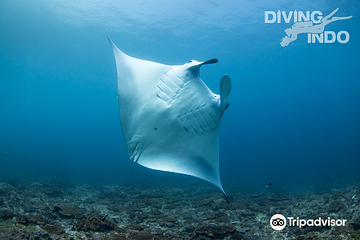 Diving Indo第 7 张图片