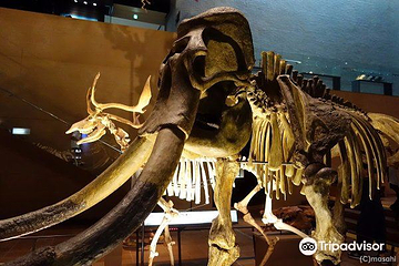 Kitakyushu Museum of Natural History & Human History第 11 张图片