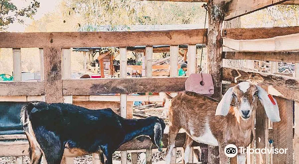 邦劳薄荷岛南方农场