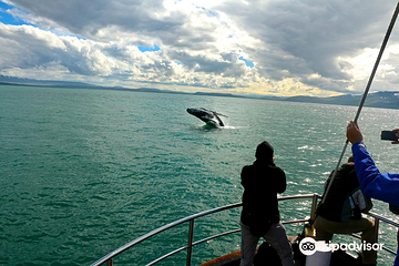 Salka Whale Watching第 6 张图片