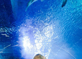 SEA LIFE at Mall of America