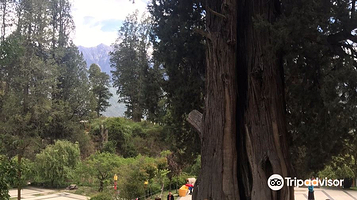 林芝巴结巨柏自然保护区